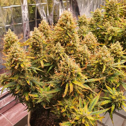 OverGrowth#ss1#xxl growlog timeline photo