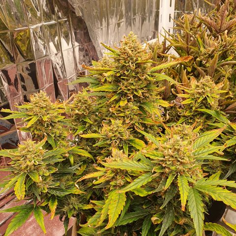 OverGrowth#ss1#xxl growlog timeline photo
