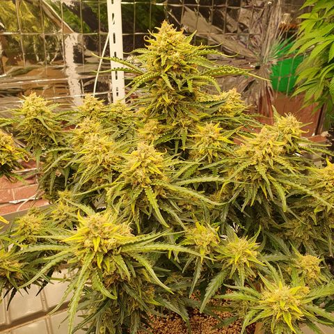 OverGrowth#ss1#xxl growlog timeline photo