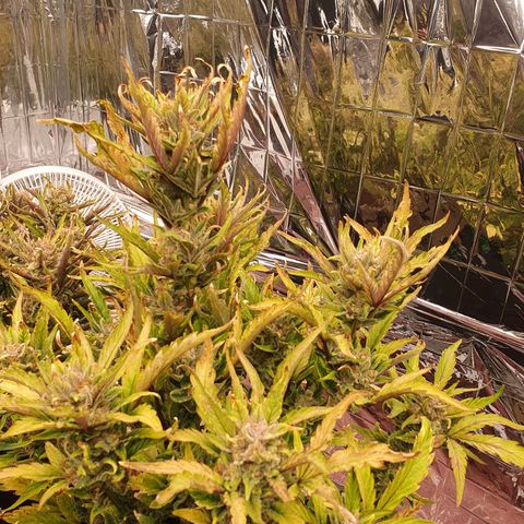 OverGrowth#ss1#xxl growlog timeline photo
