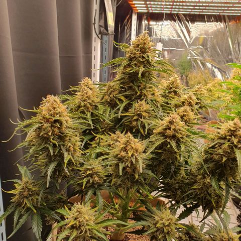 OverGrowth#ss1#xxl growlog timeline photo