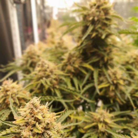 OverGrowth#ss1#xxl growlog timeline photo