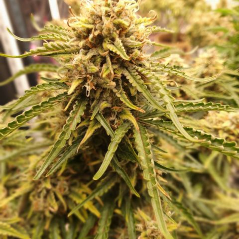 OverGrowth#ss1#xxl growlog timeline photo