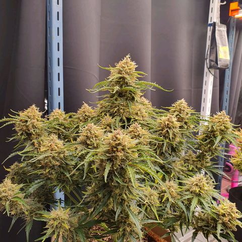 OverGrowth#ss1#xxl growlog timeline photo