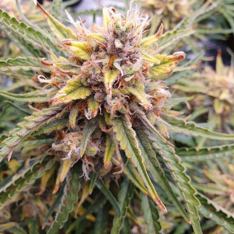 OverGrowth#ss1#xxl growlog timeline photo