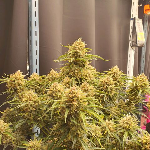 OverGrowth#ss1#xxl growlog timeline photo