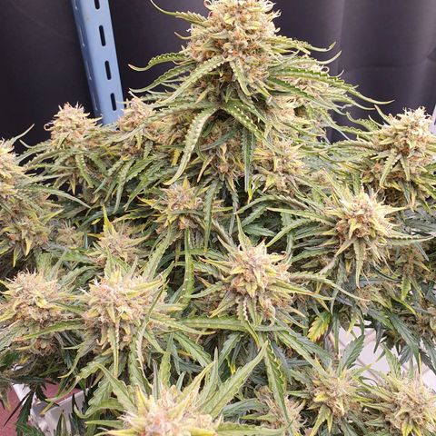 OverGrowth#ss1#xxl growlog timeline photo