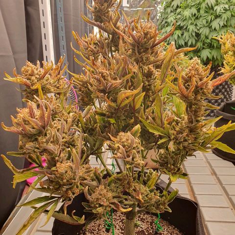OverGrowth#ss1#xxl growlog timeline photo
