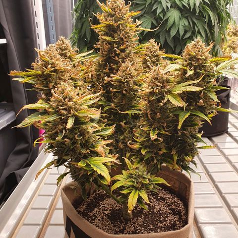 OverGrowth#ss1#xxl growlog timeline photo