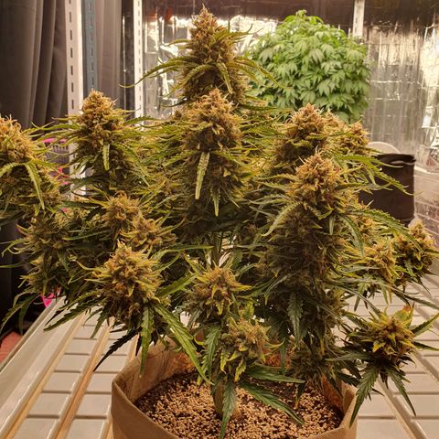 OverGrowth#ss1#xxl growlog timeline photo