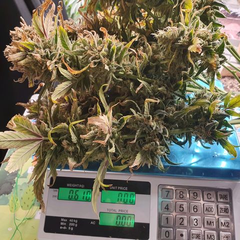OverGrowth#ss1#xxl growlog timeline photo