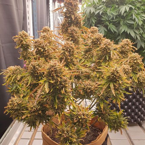 OverGrowth#ss1#xxl growlog timeline photo