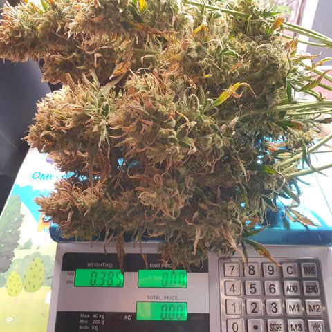 OverGrowth#ss1#xxl growlog timeline photo