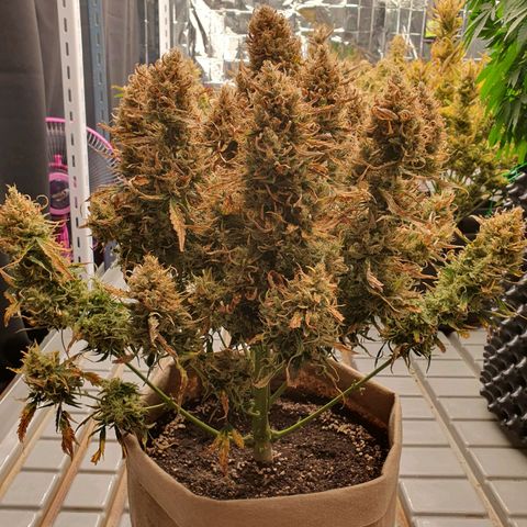 OverGrowth#ss1#xxl growlog timeline photo