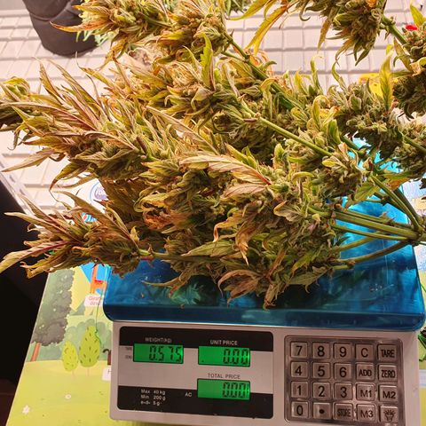 OverGrowth#ss1#xxl growlog timeline photo
