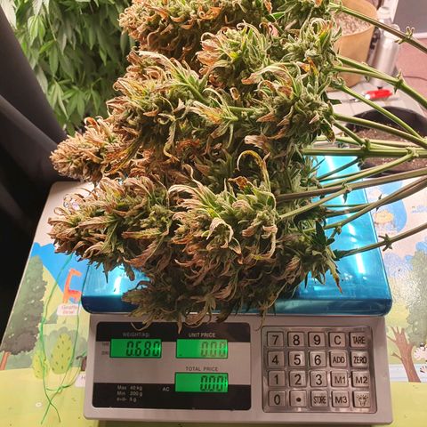OverGrowth#ss1#xxl growlog timeline photo