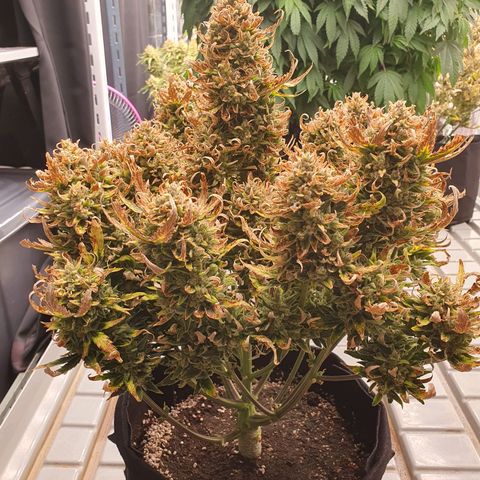 OverGrowth#ss1#xxl growlog timeline photo