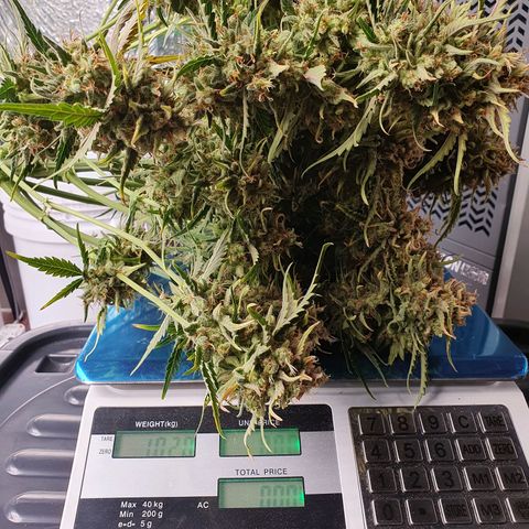 OverGrowth#ss1#xxl growlog timeline photo
