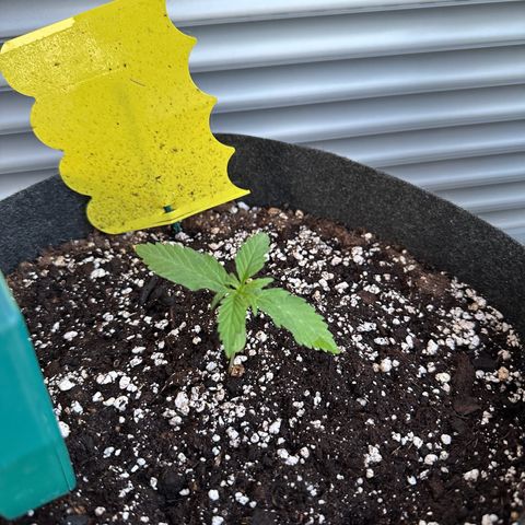 Sweet ZZ Automatic growlog timeline photo