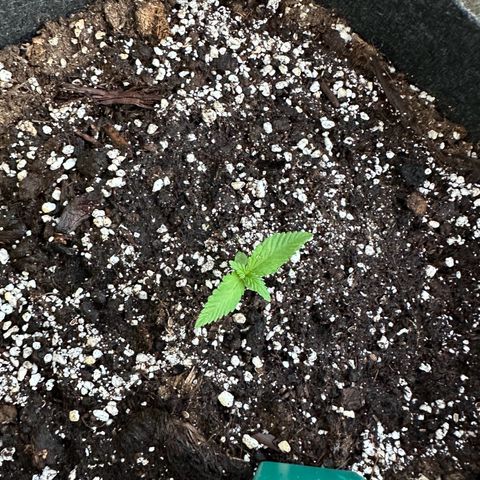 Diesel Automatic growlog timeline photo