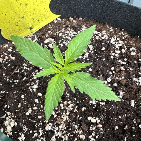 Sweet ZZ Automatic growlog timeline photo