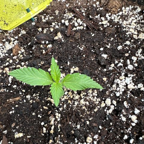 Diesel Automatic growlog timeline photo