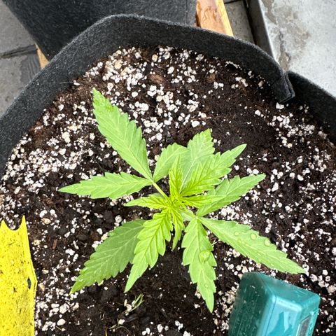 Sweet ZZ Automatic growlog timeline photo