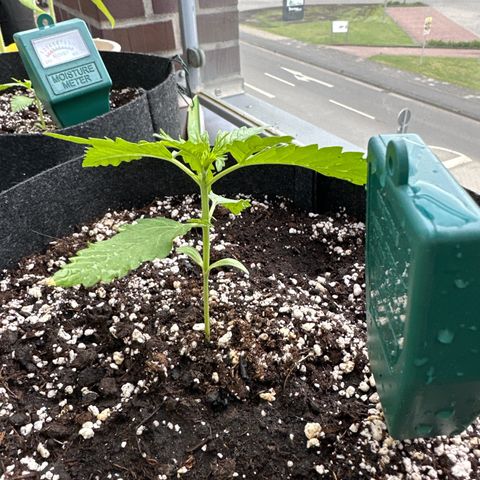 Sweet ZZ Automatic growlog timeline photo