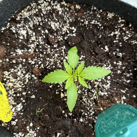 Diesel Automatic growlog timeline photo