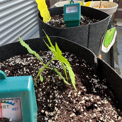 Sweet ZZ Automatic growlog timeline photo