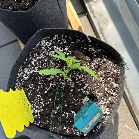 Sweet ZZ Automatic growlog timeline photo