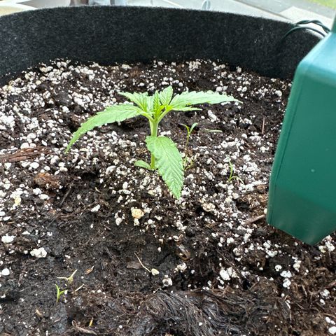Diesel Automatic growlog timeline photo
