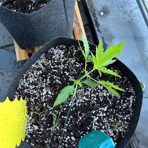 Sweet ZZ Automatic growlog timeline photo