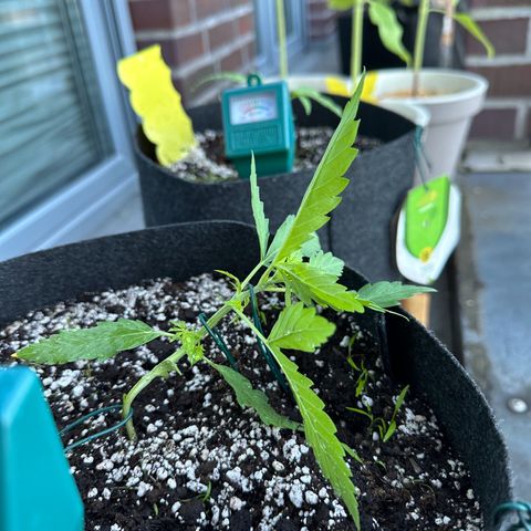Sweet ZZ Automatic growlog timeline photo