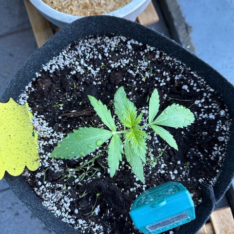 Diesel Automatic growlog timeline photo