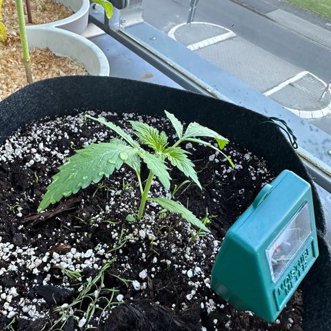 Diesel Automatic growlog timeline photo