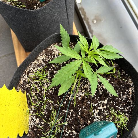 Sweet ZZ Automatic growlog timeline photo