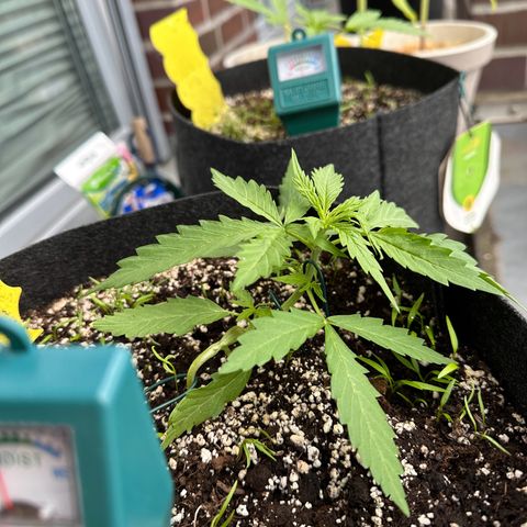 Sweet ZZ Automatic growlog timeline photo