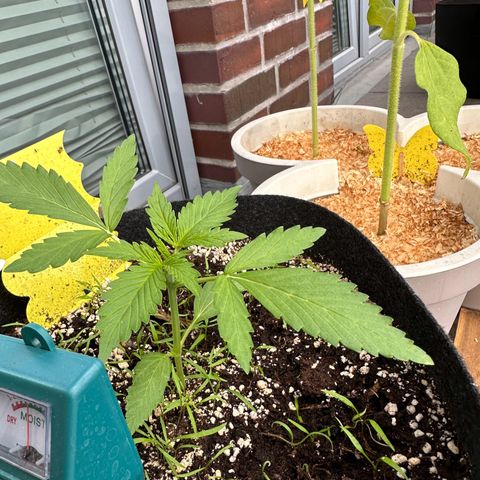 Diesel Automatic growlog timeline photo