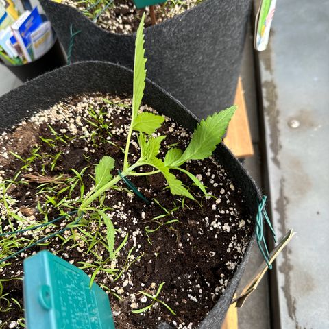 Diesel Automatic growlog timeline photo