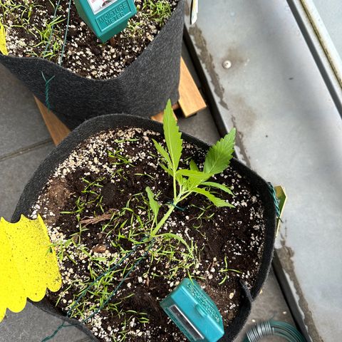 Diesel Automatic growlog timeline photo
