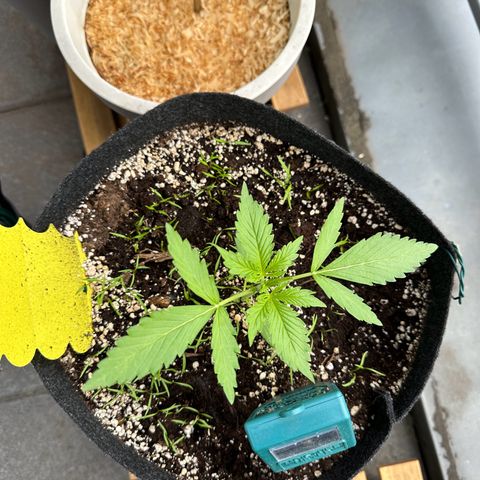 Diesel Automatic growlog timeline photo