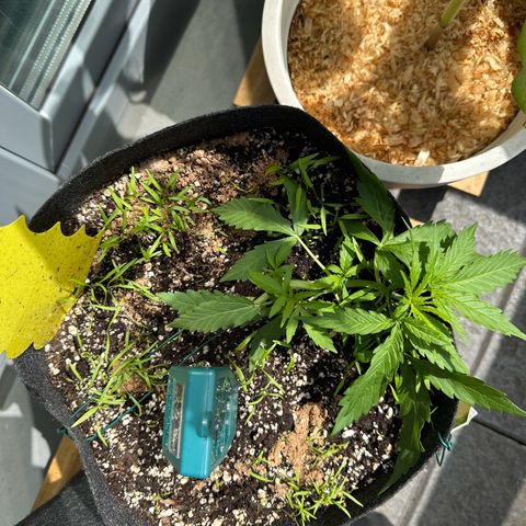 Sweet ZZ Automatic growlog timeline photo