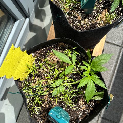 Diesel Automatic growlog timeline photo