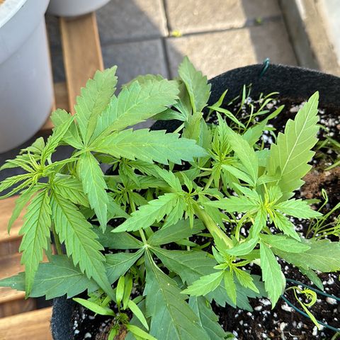 Sweet ZZ Automatic growlog timeline photo