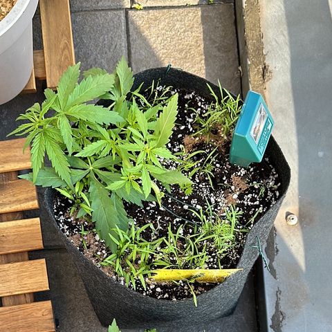 Sweet ZZ Automatic growlog timeline photo