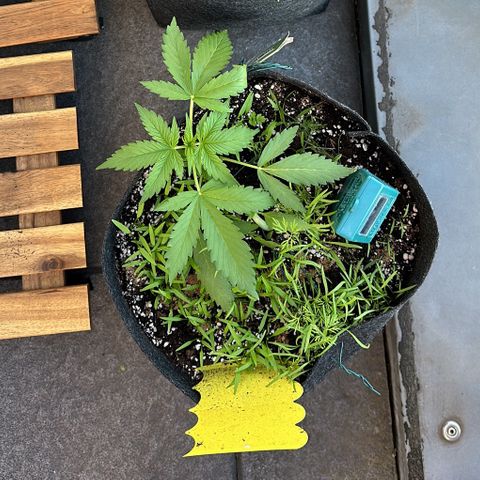 Diesel Automatic growlog timeline photo