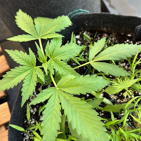 Diesel Automatic growlog timeline photo