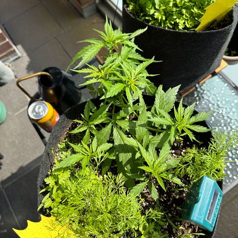 Sweet ZZ Automatic growlog timeline photo