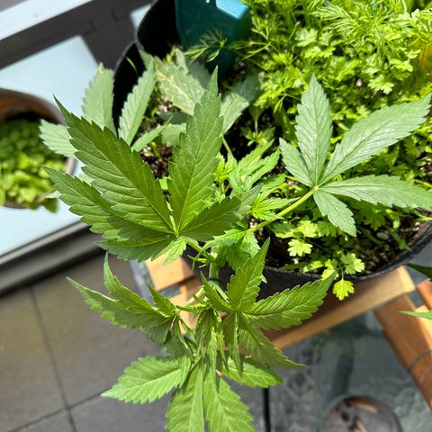 Diesel Automatic growlog timeline photo